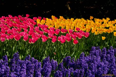 Keukenhof Gardens, Lisse, Holland