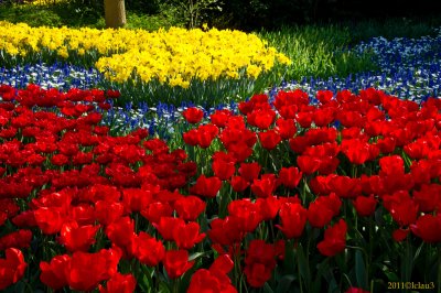 Keukenhof Gardens, Lisse, Holland