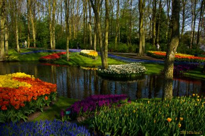 Tulips of Holland, NL