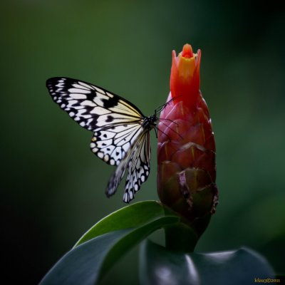 Butterfly - 2011