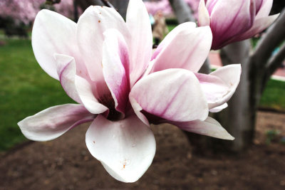 Magnolia1.jpg