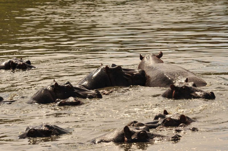 Hippos