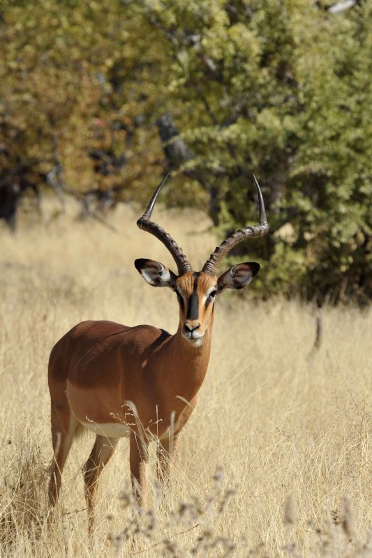 Impala