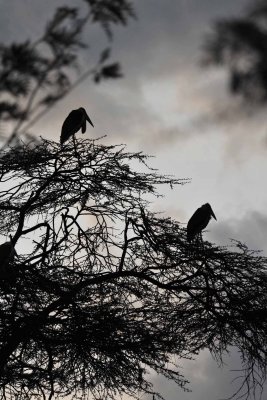 Naivasha (Kenya)