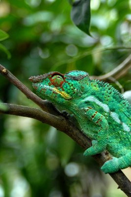 Madagascar