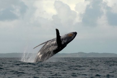 Whales Madagascar