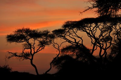 Amboseli (Kenya)