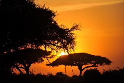 Amboseli (Kenya)