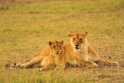 Lioness and cub