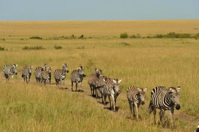 Burchell's zebra - Zbres de Burchell