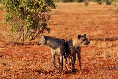 Spotted hyena - Hynes tachetes