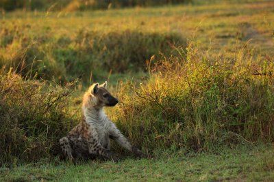 Spotted hyena - Hyne tachete