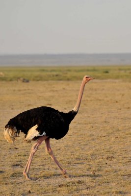 Common Ostrich - Autruche