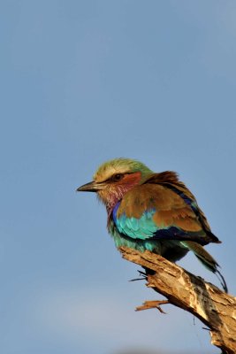 Lilac-breasted roller - Rollier  longs brins