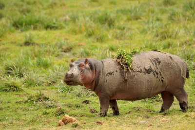 Hippo