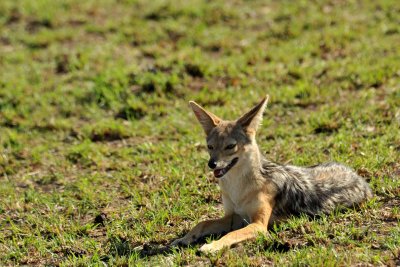 Chacal / Black-backed jackal