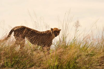 Cheetah / Gupard