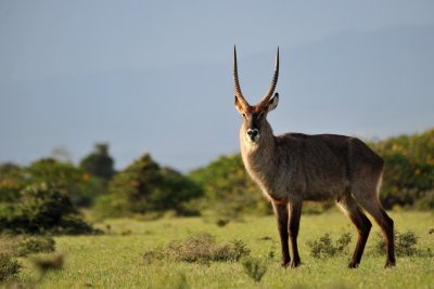 Cobe defassa / Waterbuck