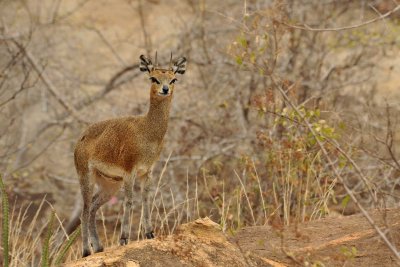 Klipspringer / Orotrague sauteur