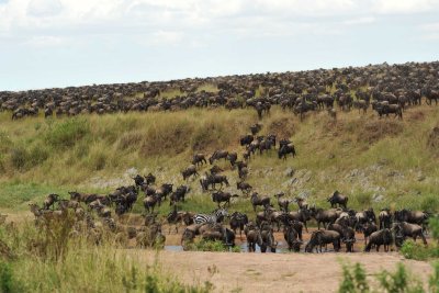 Wildebeest / Gnous