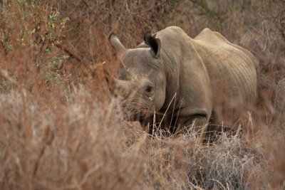 Black rhinoceros - Rhinocros noir