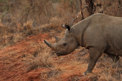 Black rhinoceros - Rhinocros noir