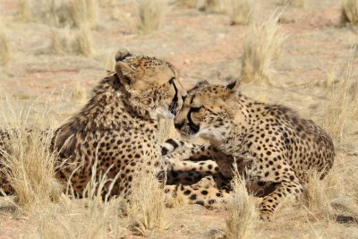 Cheetah / Guépards