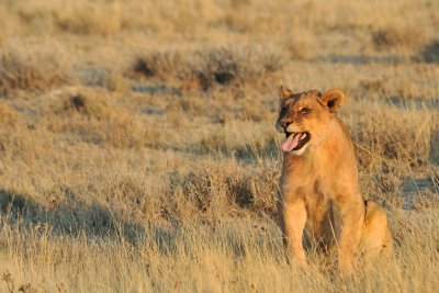 Lioness - Lionne