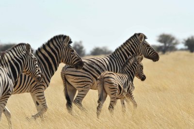 Burchell's zebra - Zèbres de Burchell