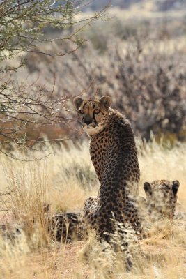 Cheetah / Guépard