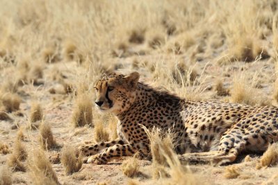 Cheetah / Guépard
