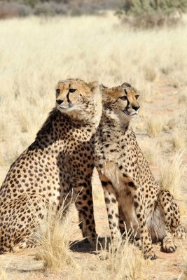 Cheetah / Guépards