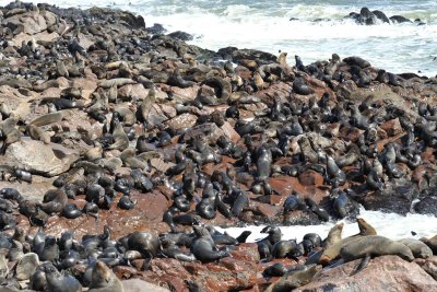 Cape fur seal / Otaries  fourrure 