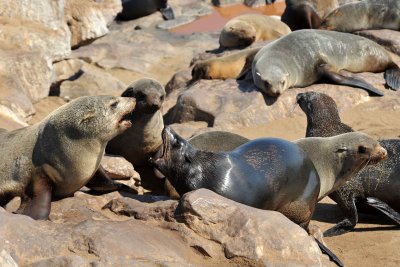 Cape fur seal / Otaries à fourrure