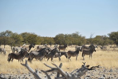 Burchell's zebra - Zèbres de Burchell