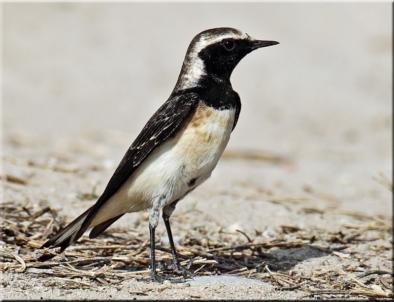 Pied Wheatear