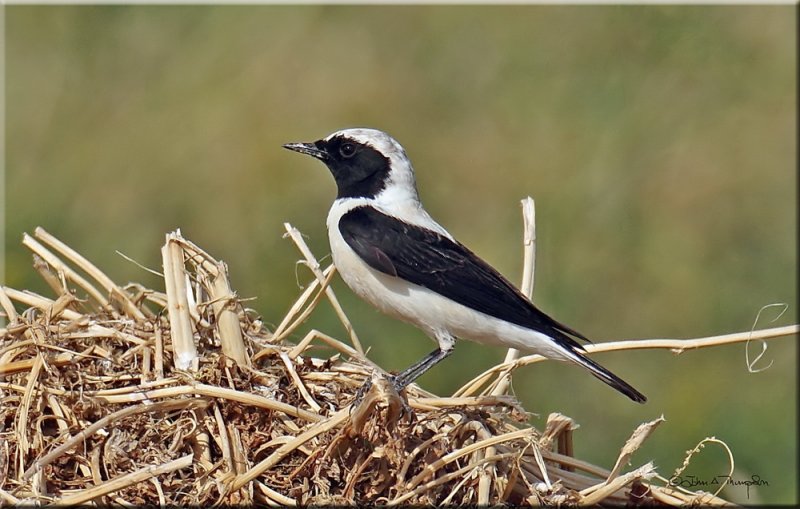 Black-eared Wheatear