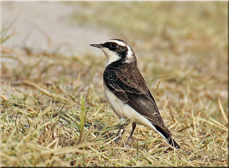 Pied Wheatear Vittata.jpg