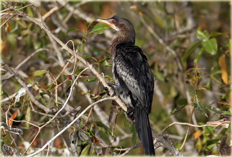 Cormorant Long Tailed