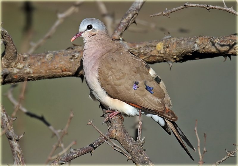 Dove Blue Spotted Wood