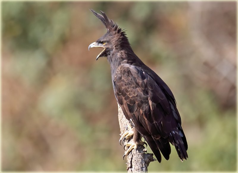 Eagle Long Crested
