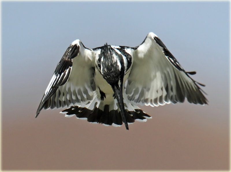 Kingfisher Pied