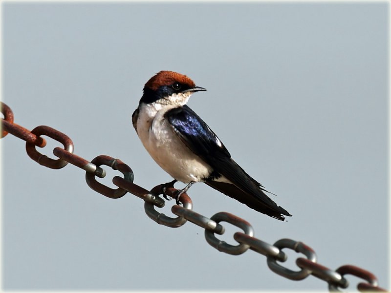 Swallow Wire-tailed