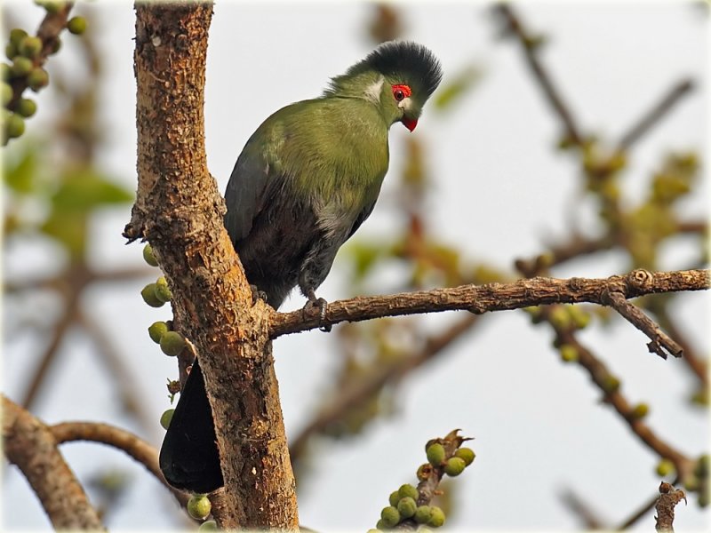 Turaco White Cheeked