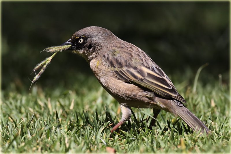 Baglafecht Weaver