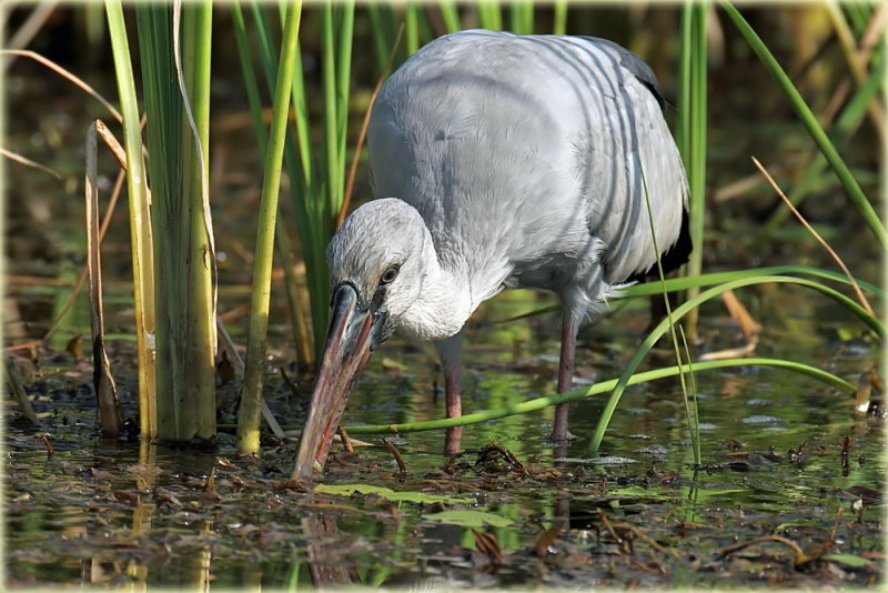 Asian Openbill