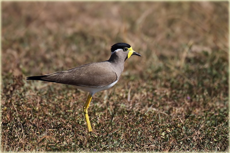 Yellow Wattled Plover