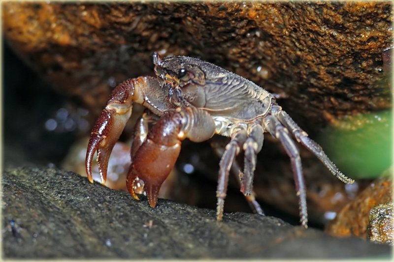 Rain Forest Crab