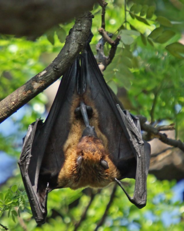 Flying Fox Bat