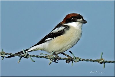 Woodchat Shrike 1.jpg